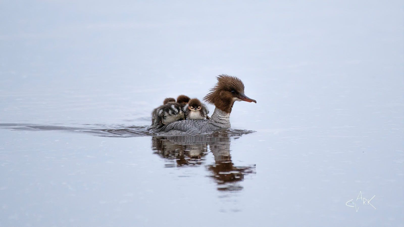 GOOSANDER AND CHICKS