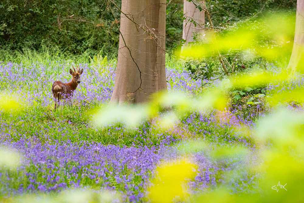 Dalkeith Country Park