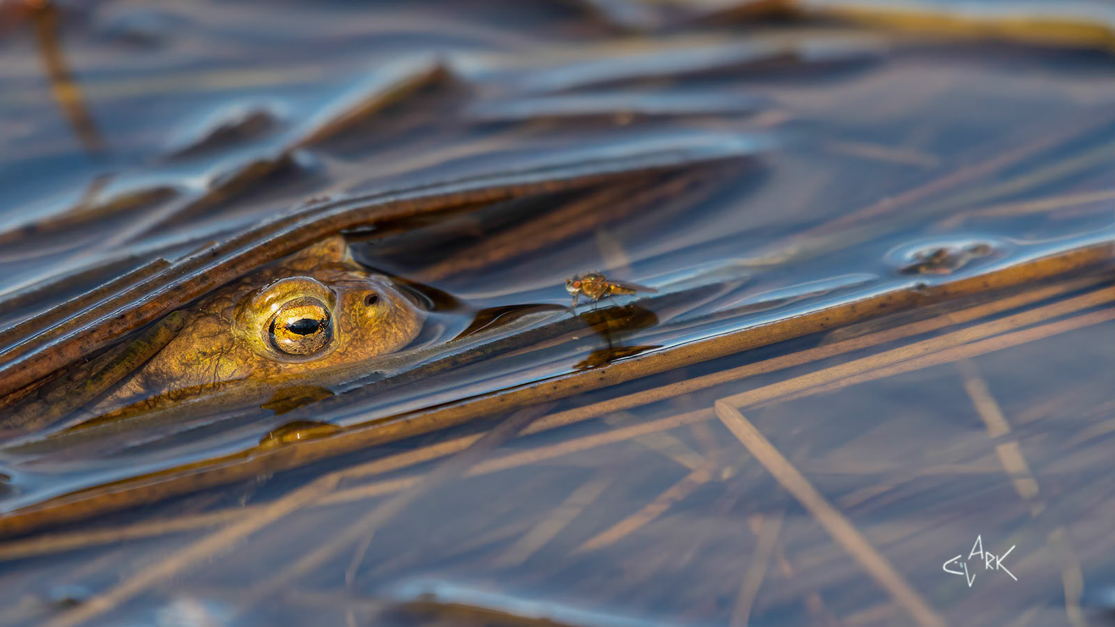 COMMON TOAD & FLY