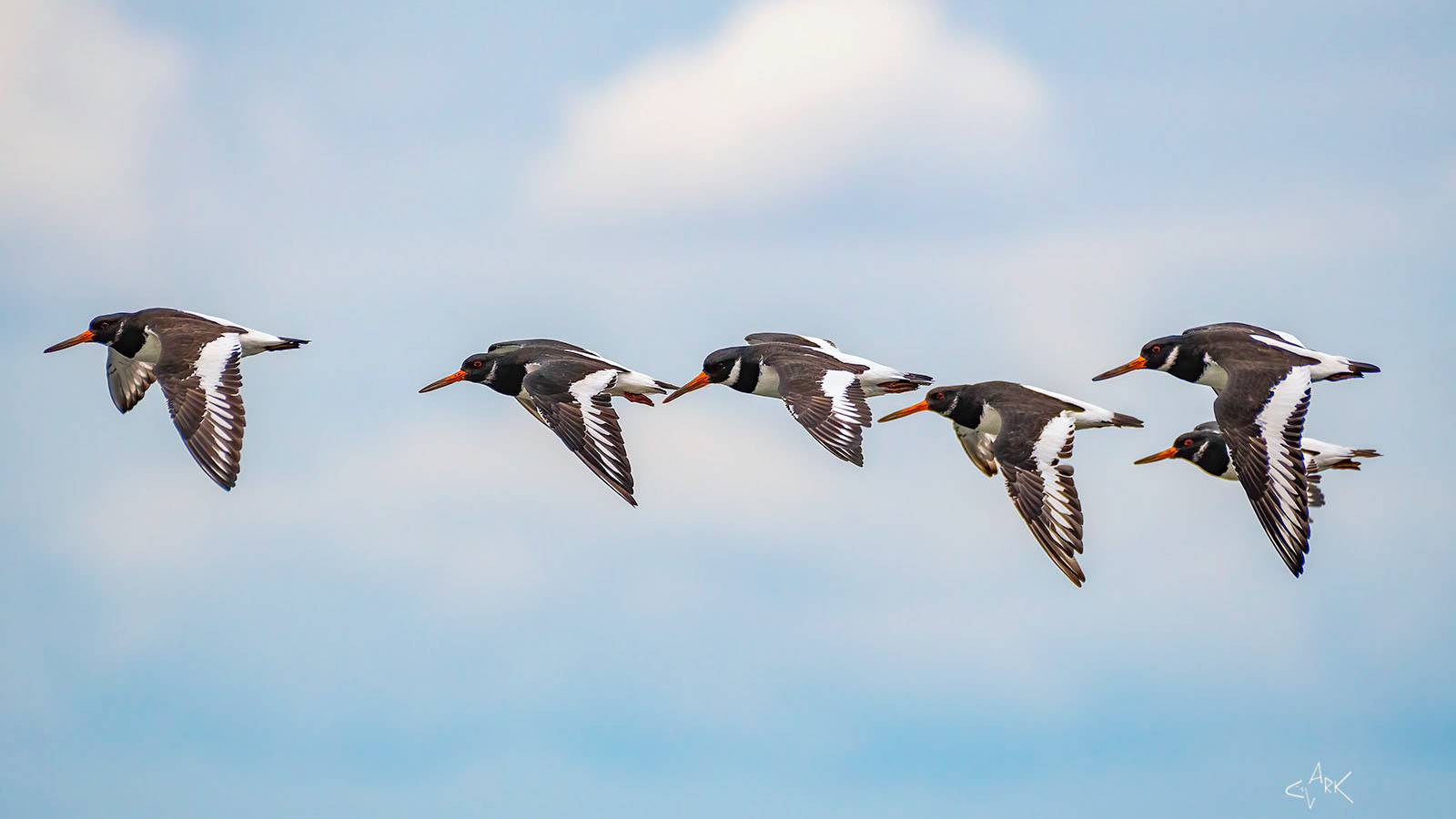 Oystercatchers