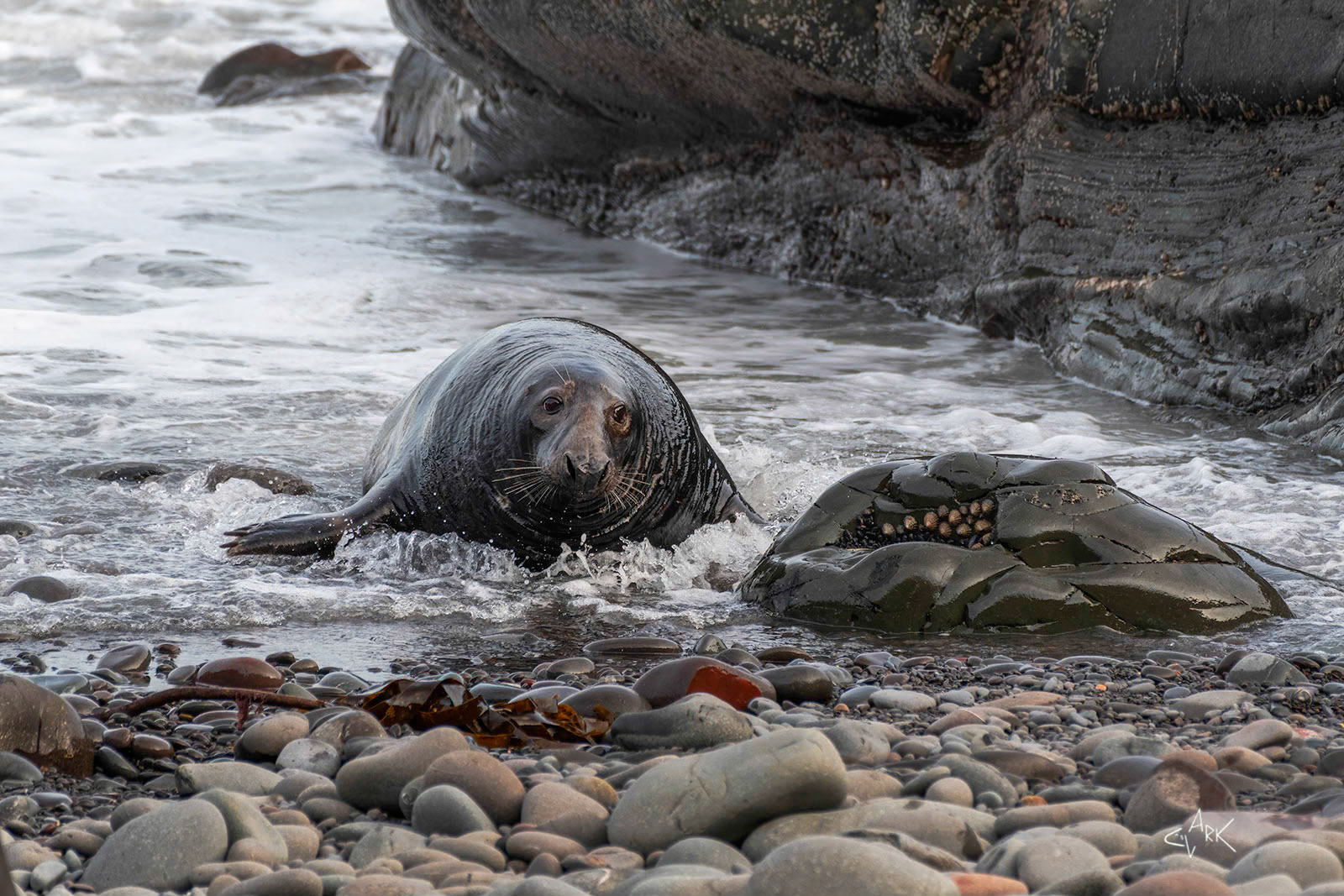 BULL GREY SEAL