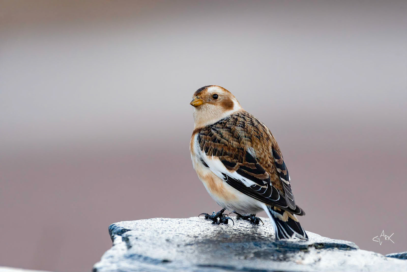 SNOW BUNTING