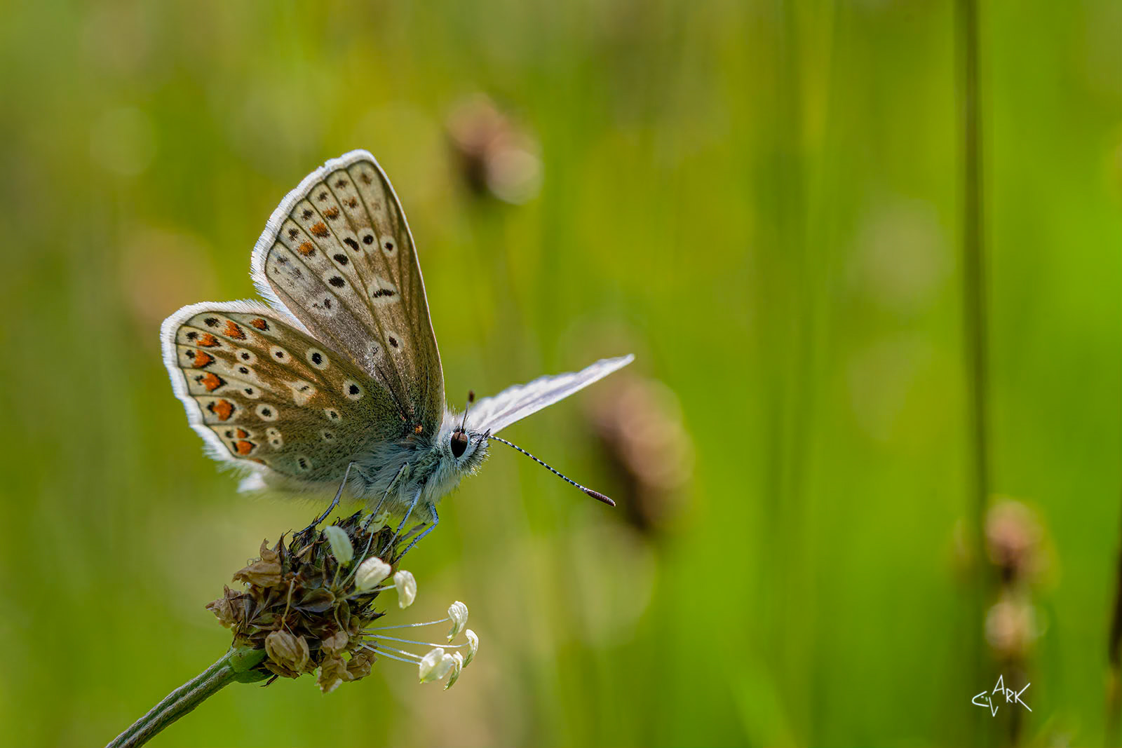 COMMON BLUE BUTTERFLY