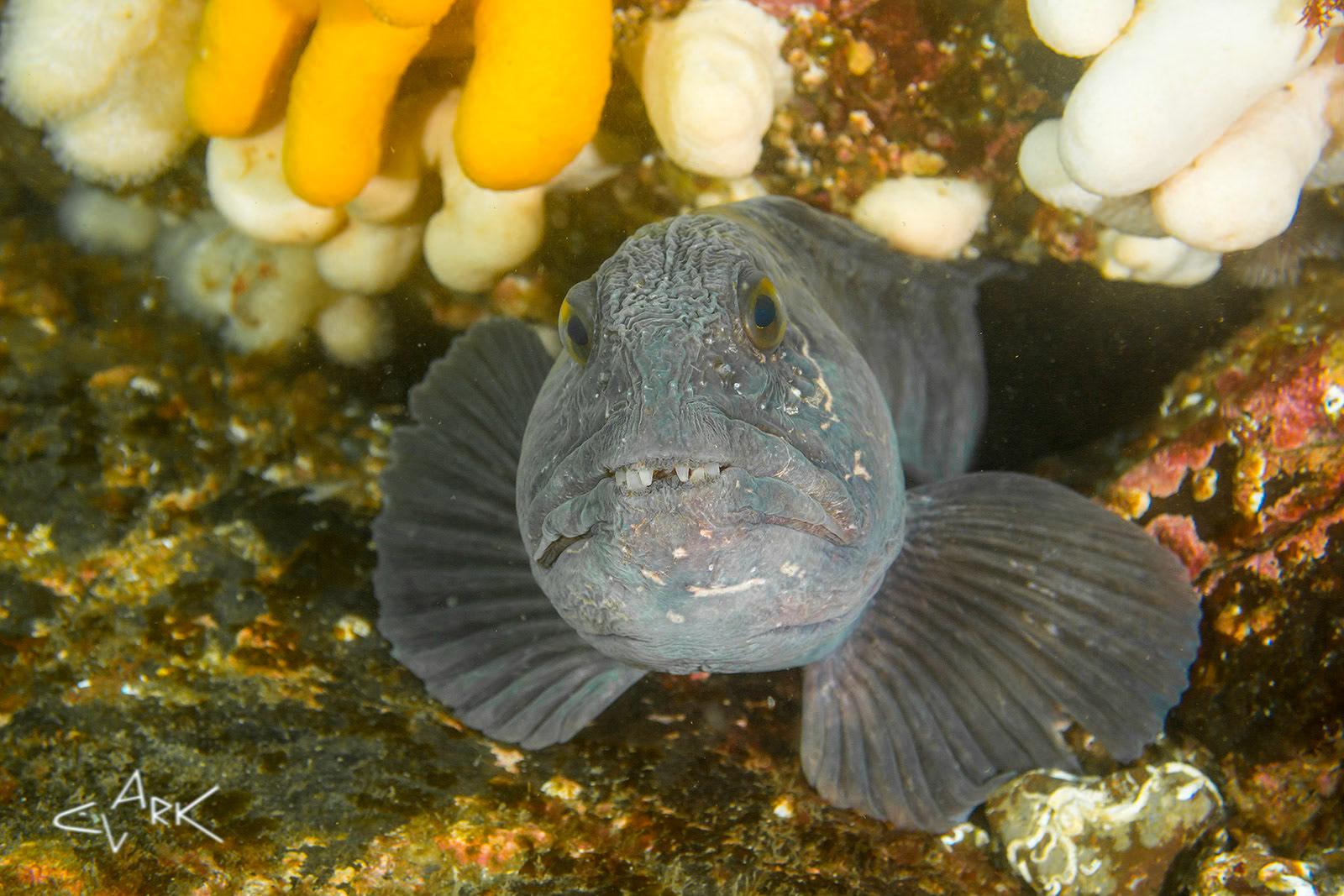 WOLFFISH