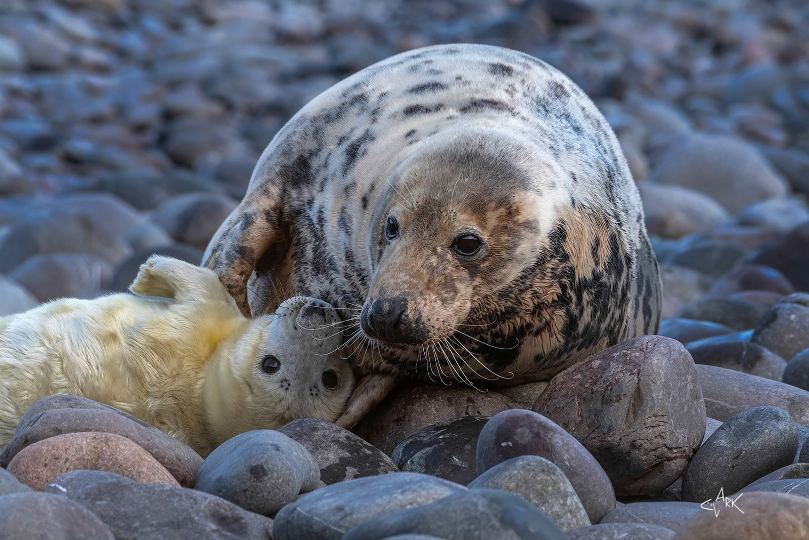 GREY SEAL MOTHER AND PUP