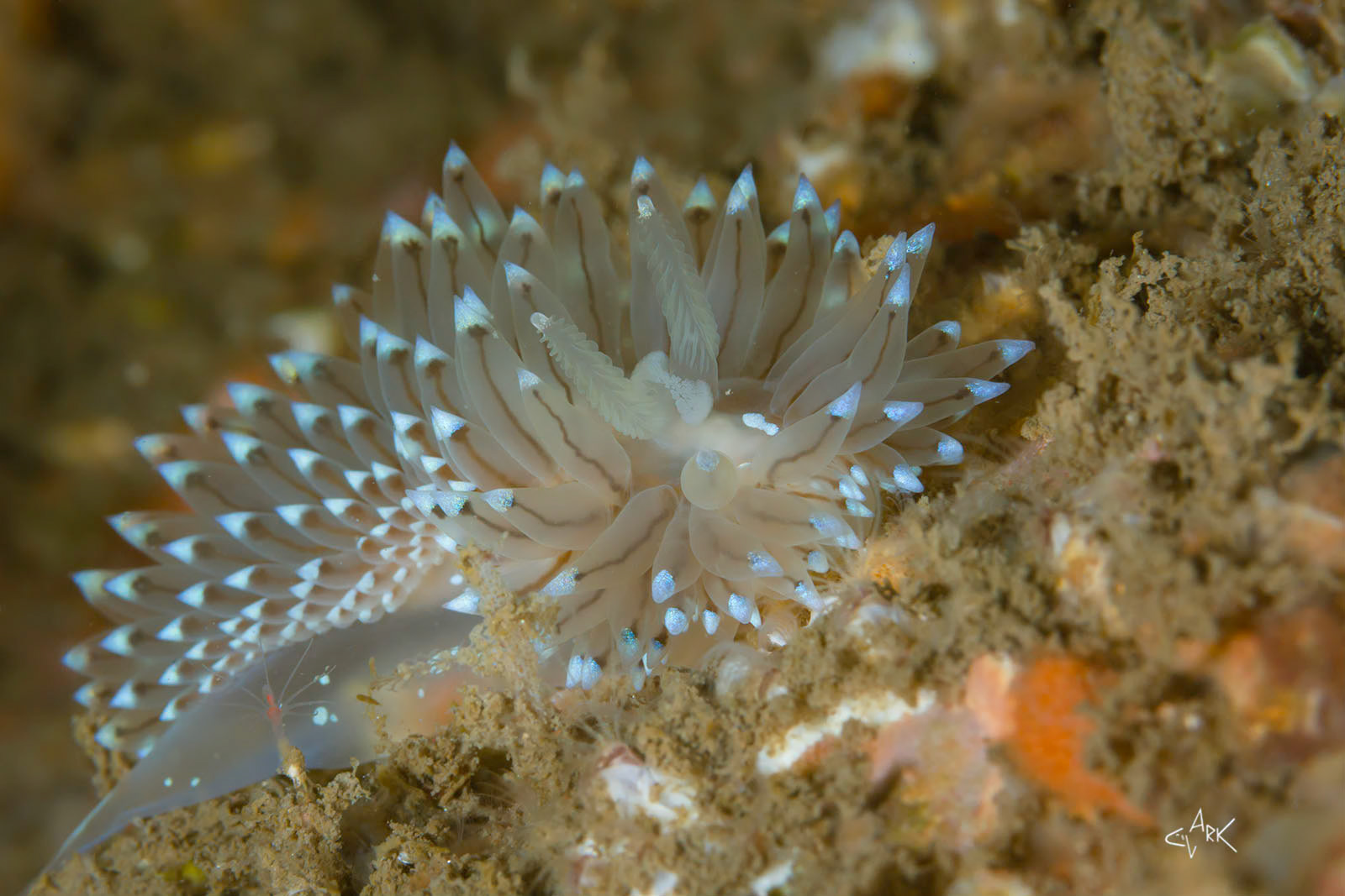 NUDIBRANCH