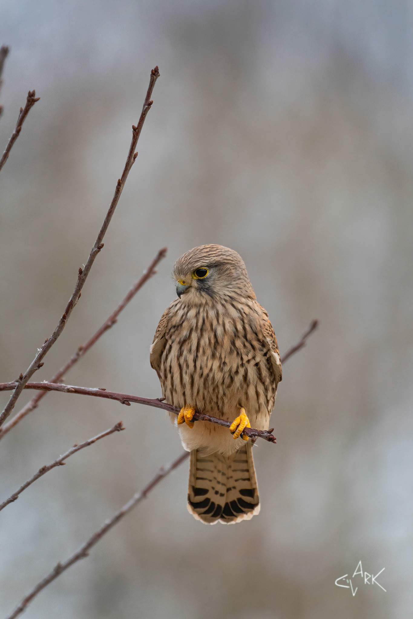 KESTREL