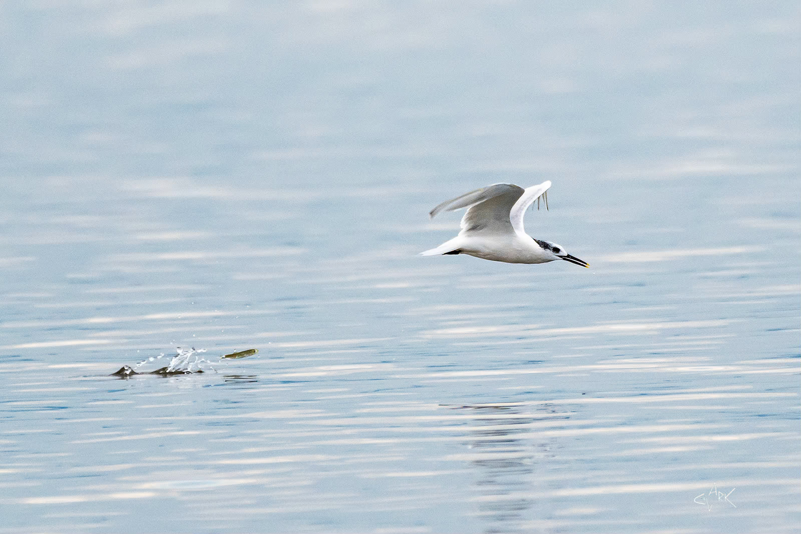 SANDWITCH TERN MISSES FISH
