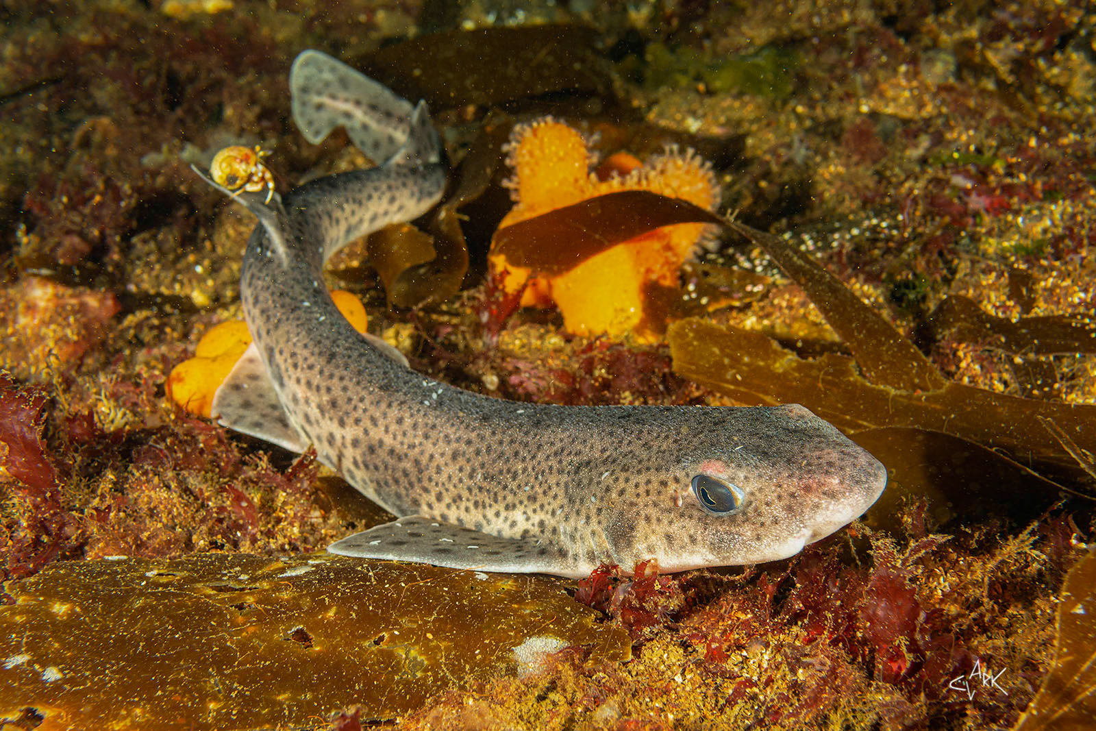 SMALL CATSHARK