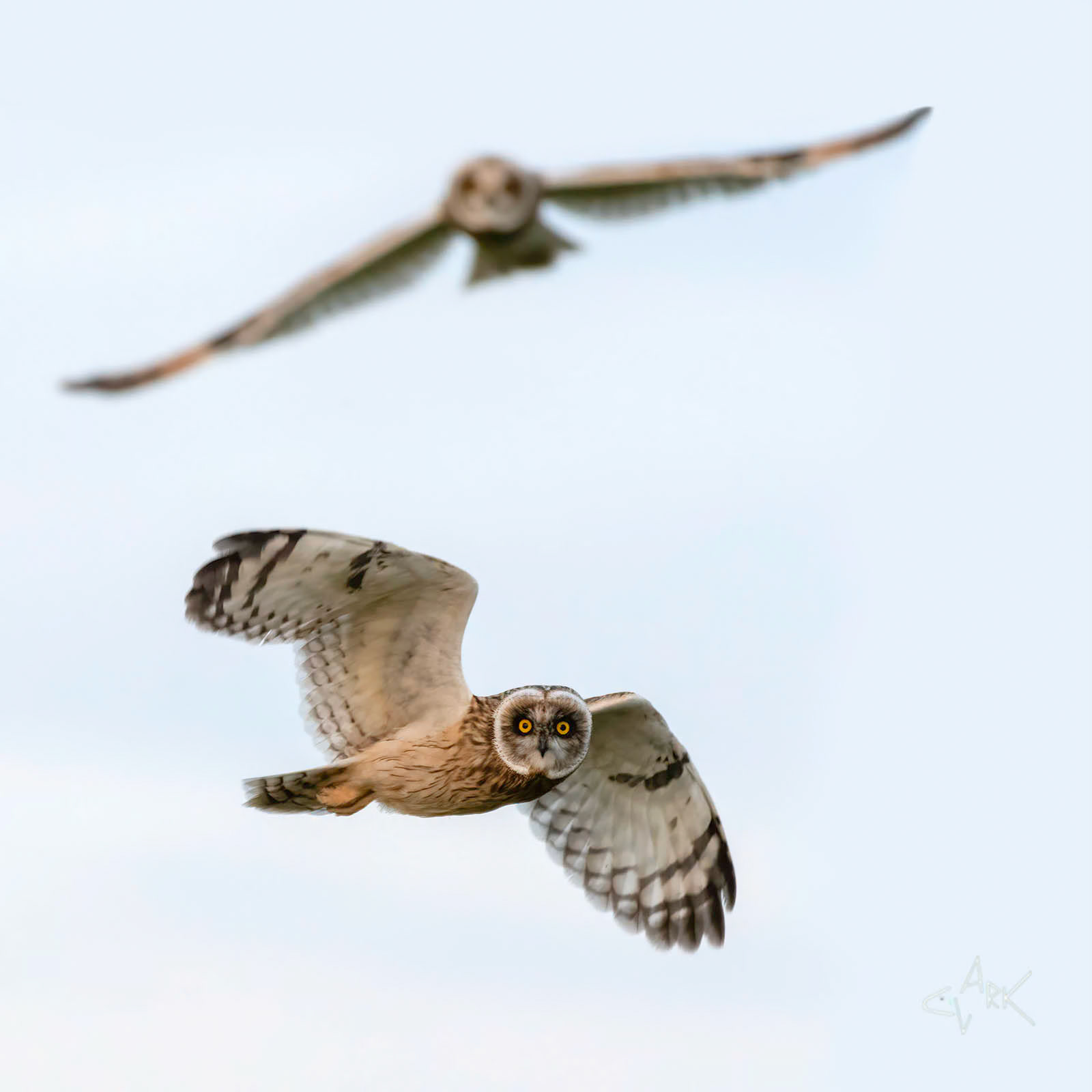 SHORT EARED OWL