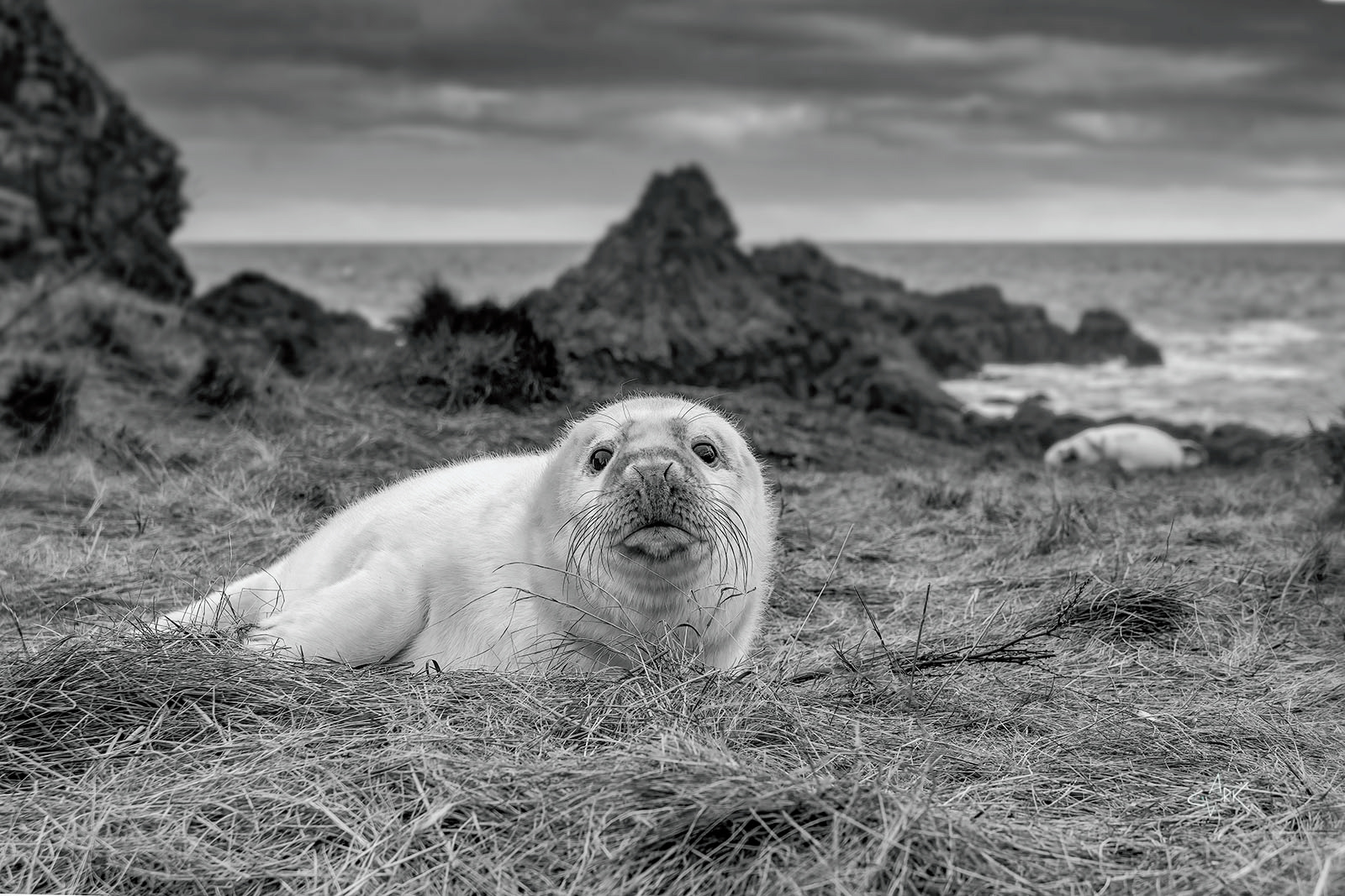 Grey Seal Pup