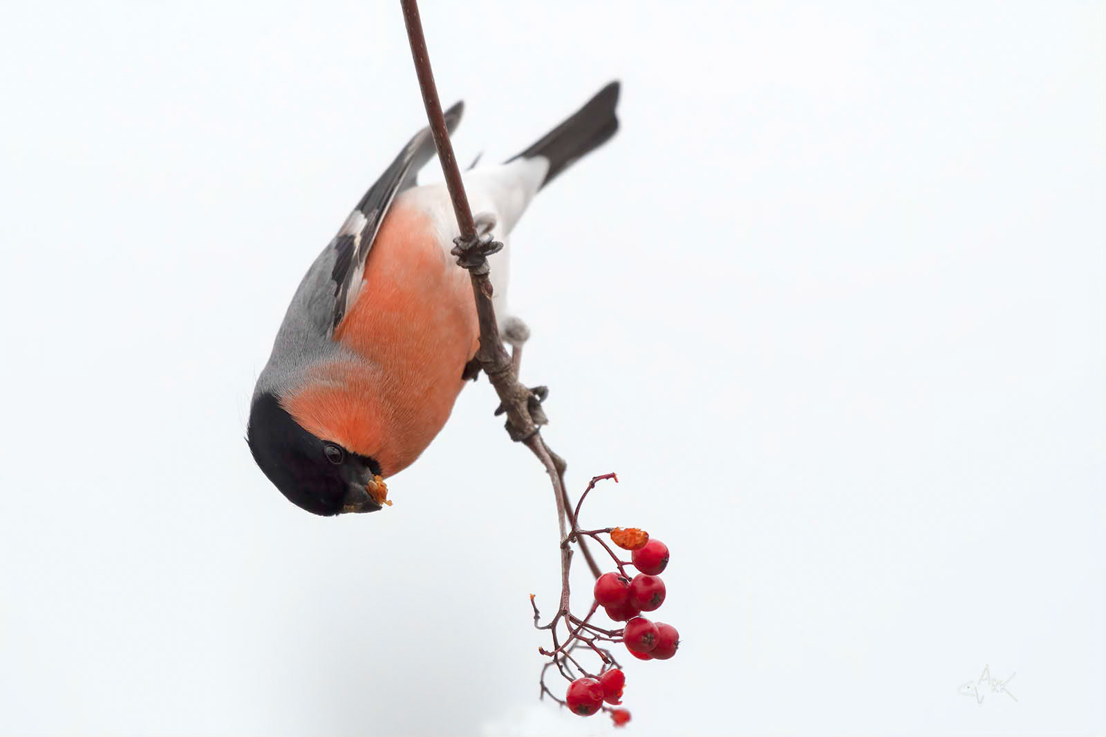 BULLFINCH