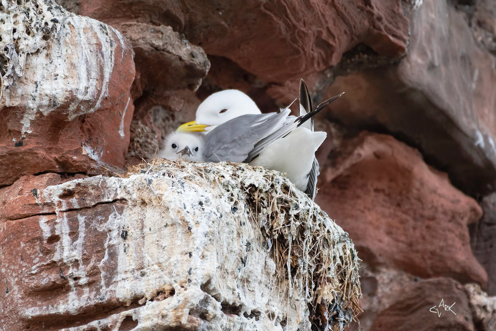 KITTIWAKE
