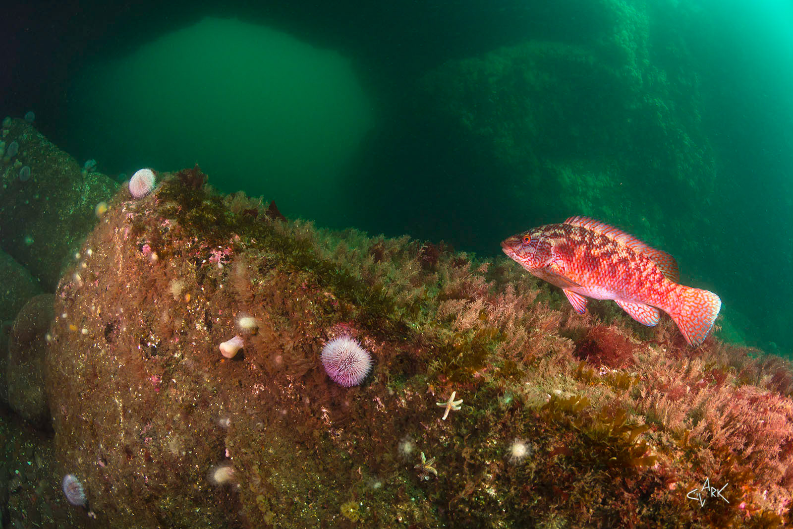 BALLAN WRASSE AT CATHEDRAL ROCK