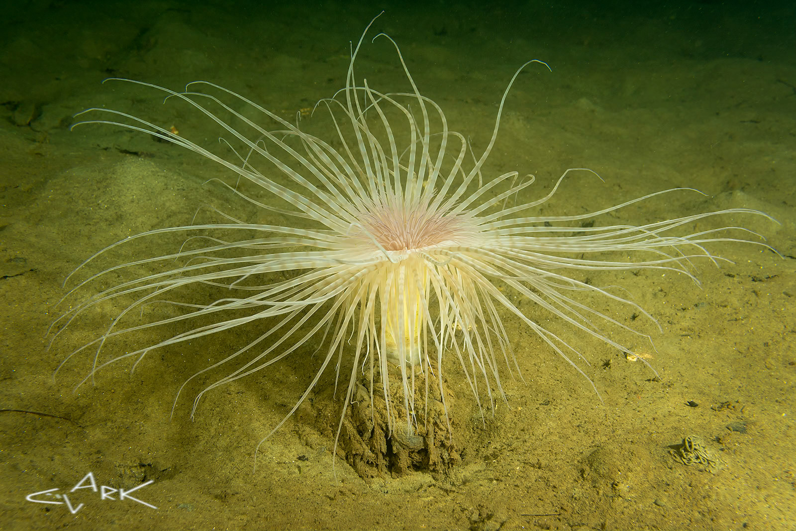 FIREWORKS ANEMONE
