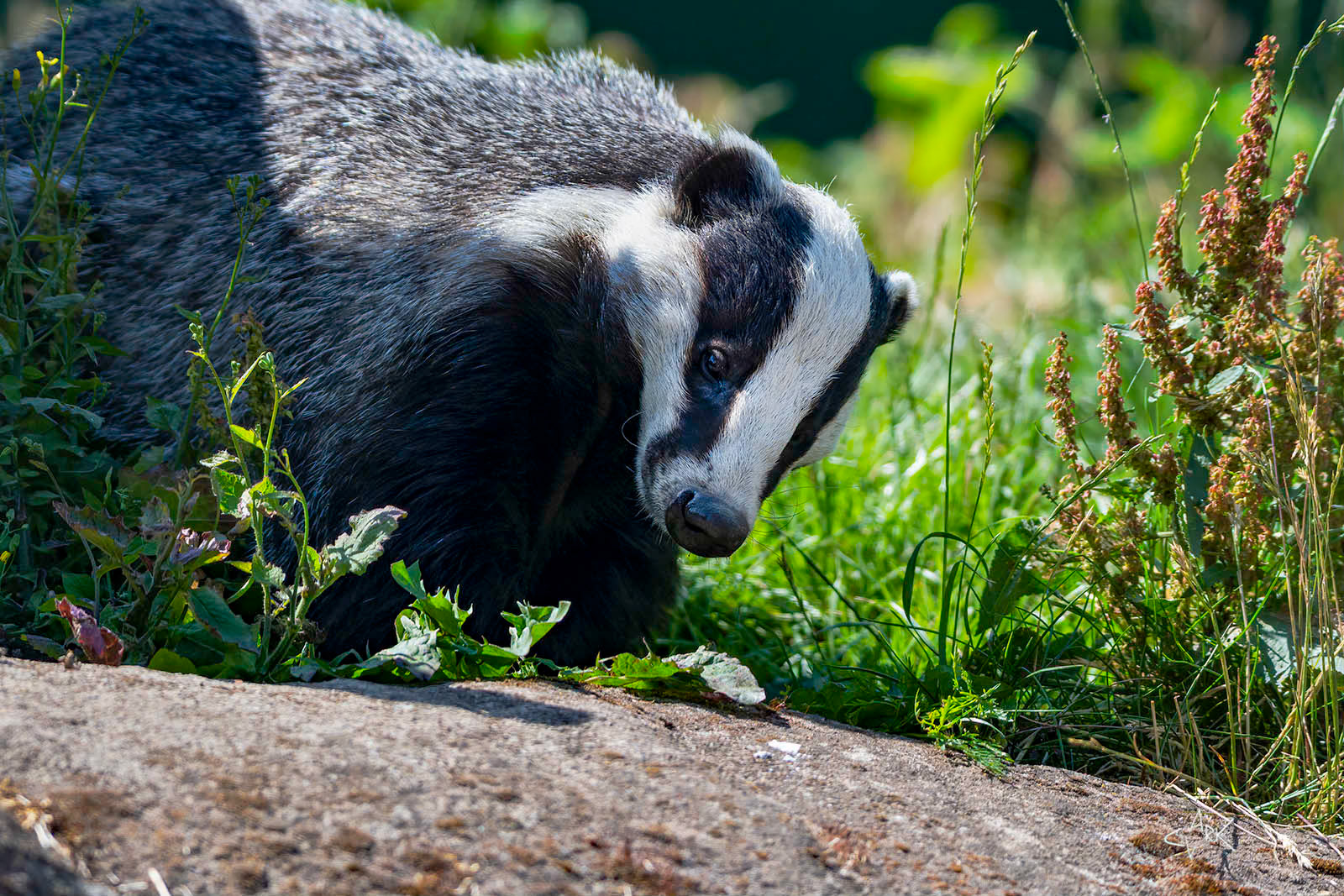 EUROPEAN BADGER