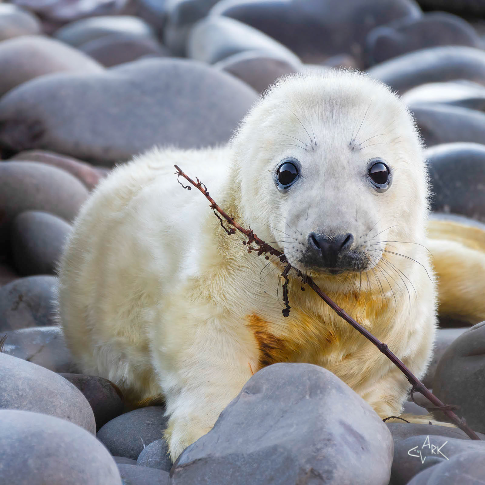 GREY SEAL PUP