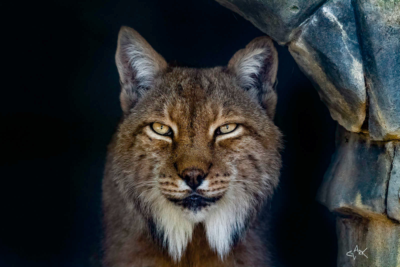 EUROPEAN LYNX