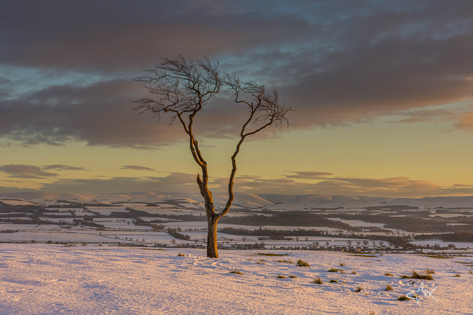LONE TREE IN THE SNOW