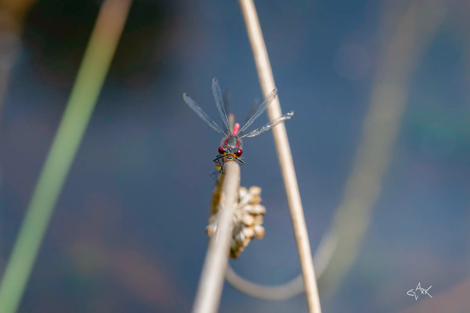 RED DAMSEL FLY