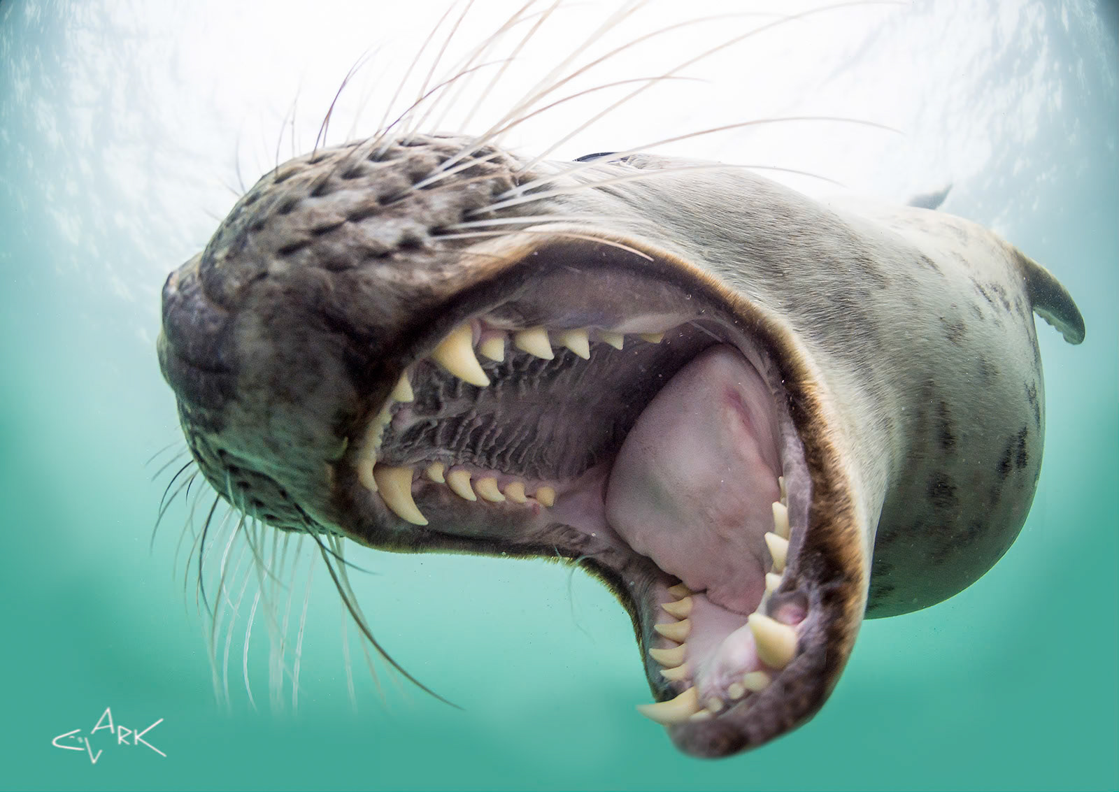 GREY SEAL