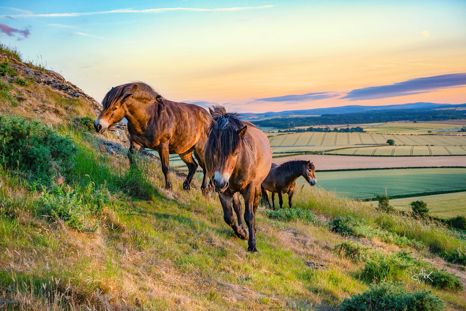 Exmoor ponies