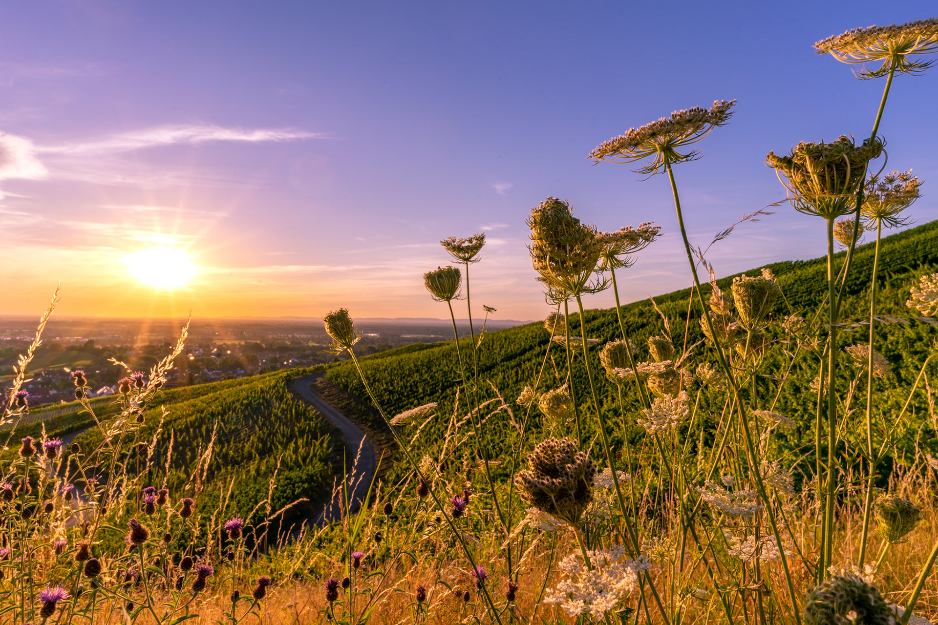 Sonnenuntergang im Rebland