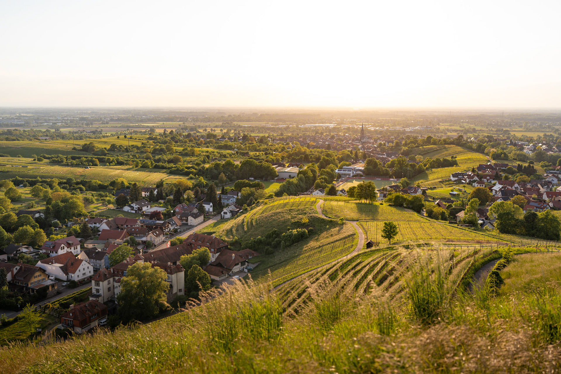 Rebland Sonnenuntergang (Schloss Neuweier und Steinbach)