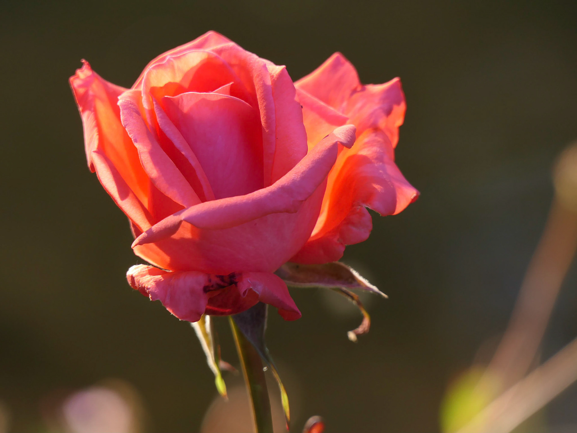 Rose