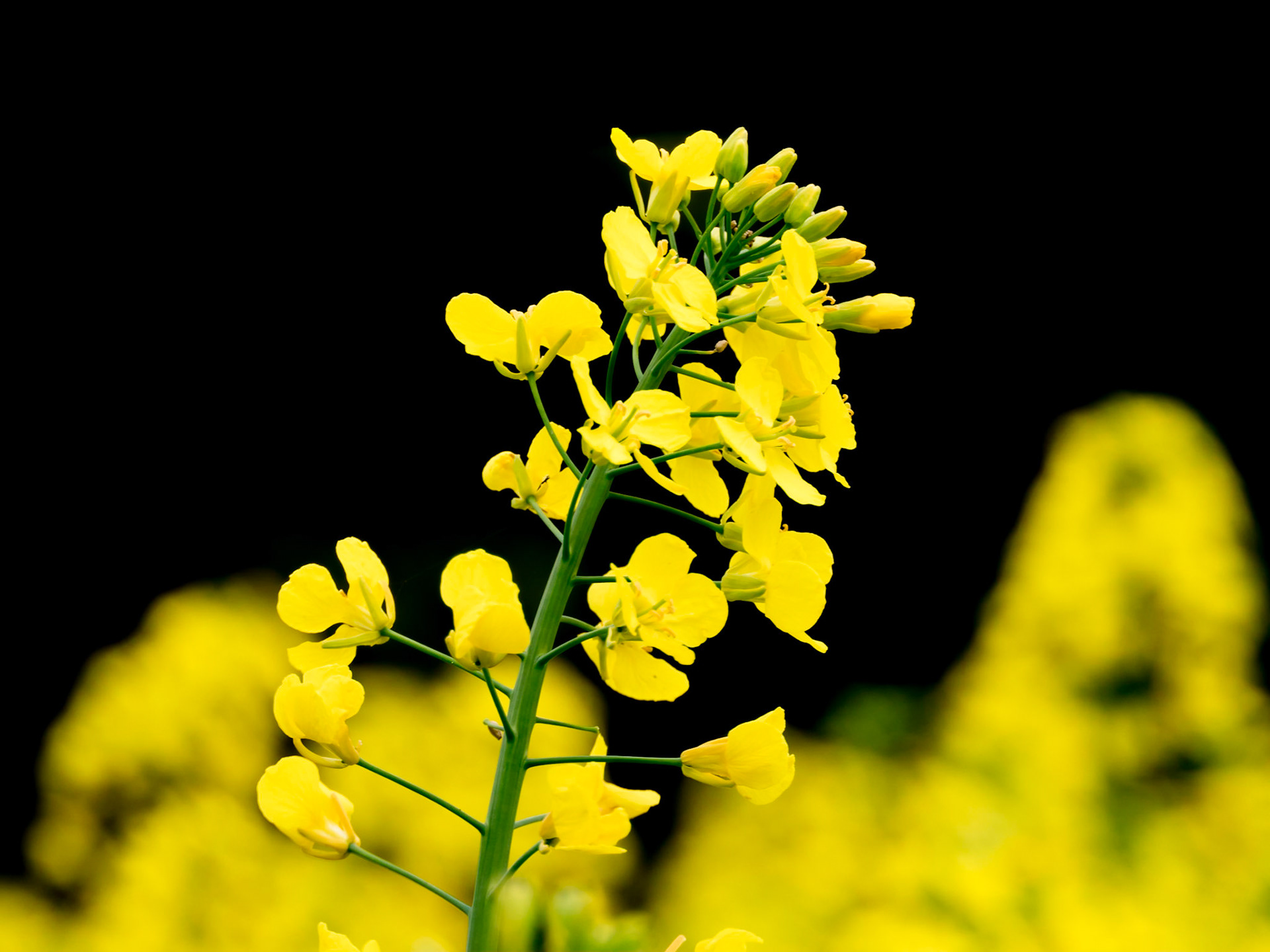 Fleurs de colza "in the dark"