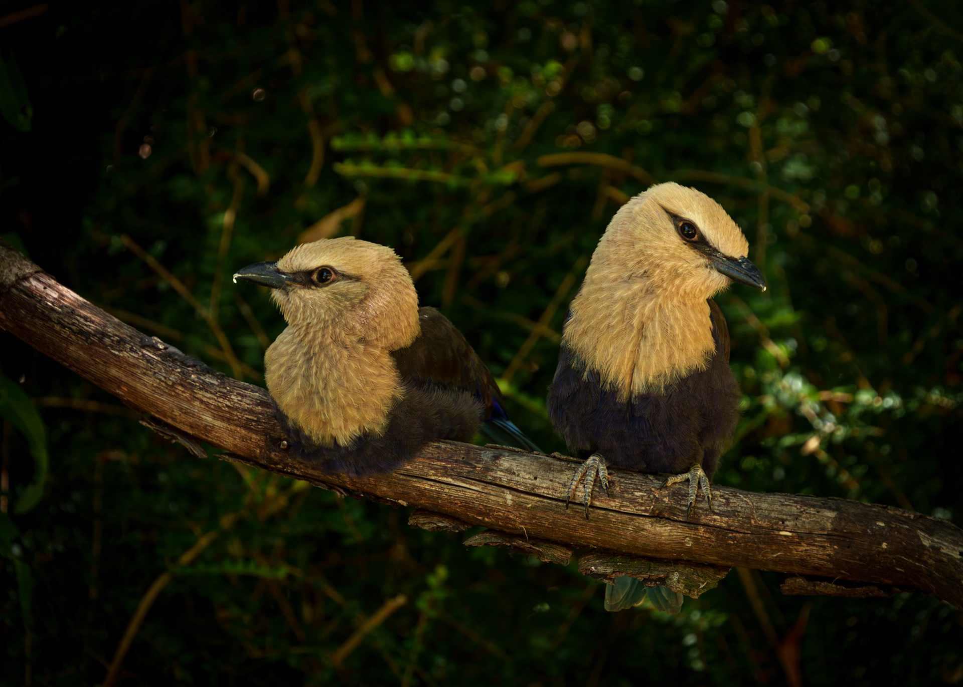 Parc aux oiseaux 1
