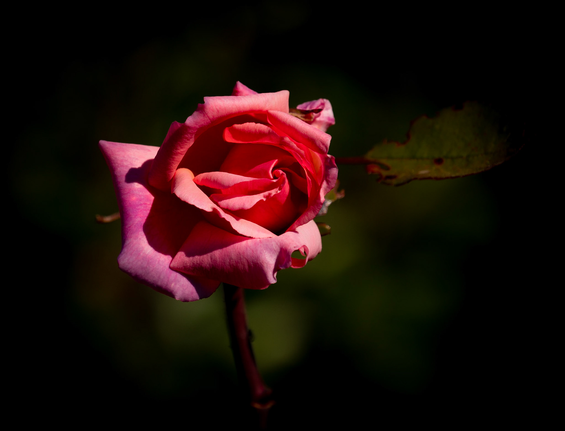 Rose du voisin