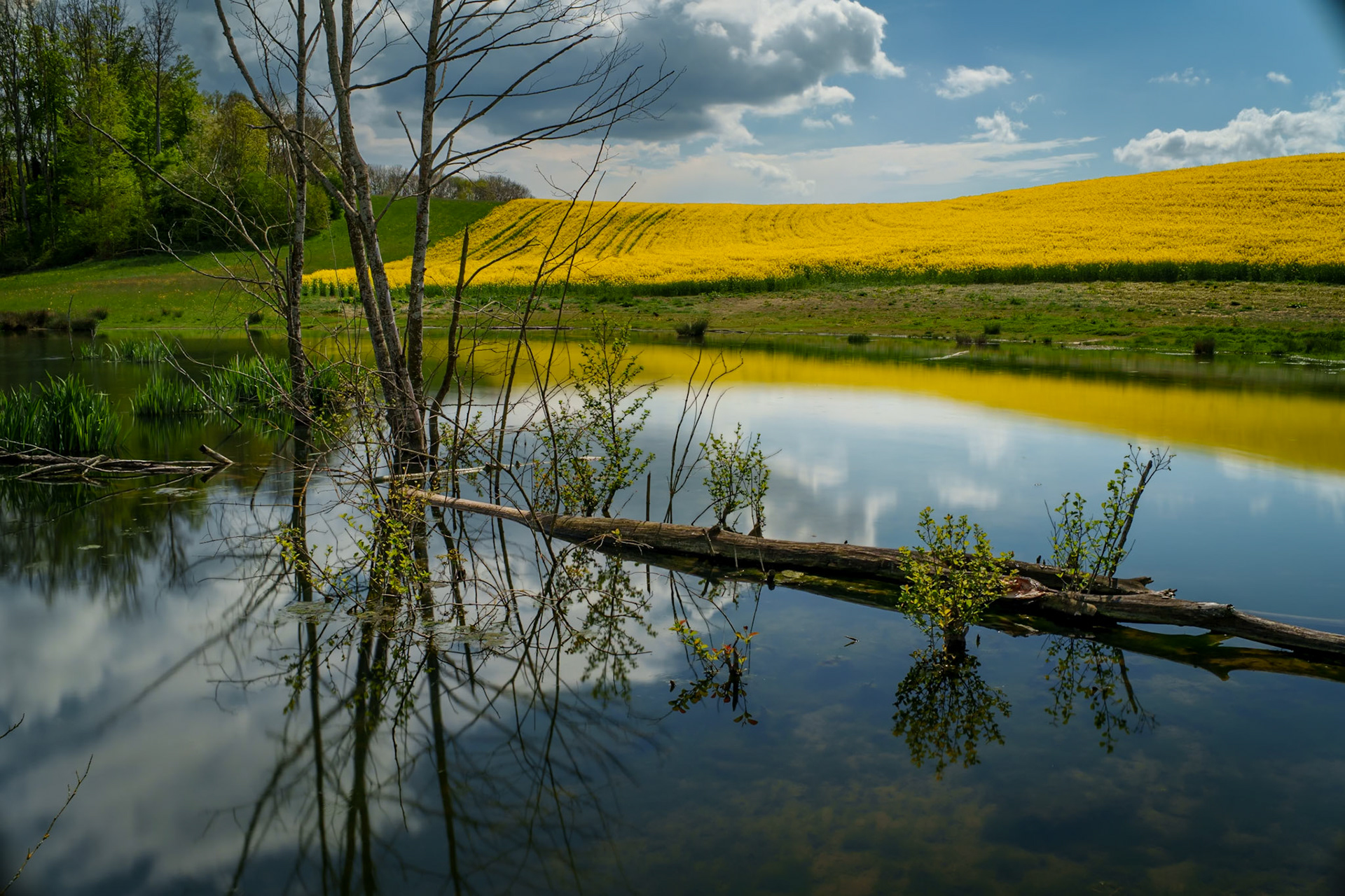 Etang du Coruz et champ de Colza