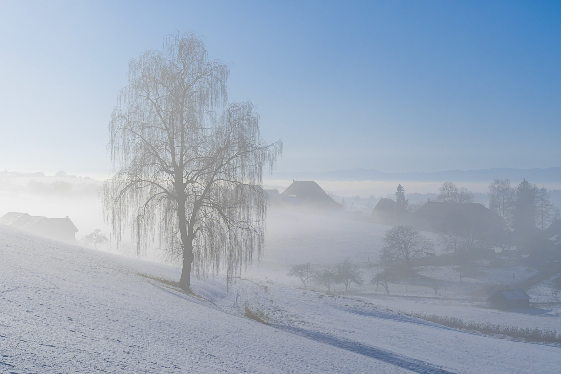 Chardonnay dans la brume