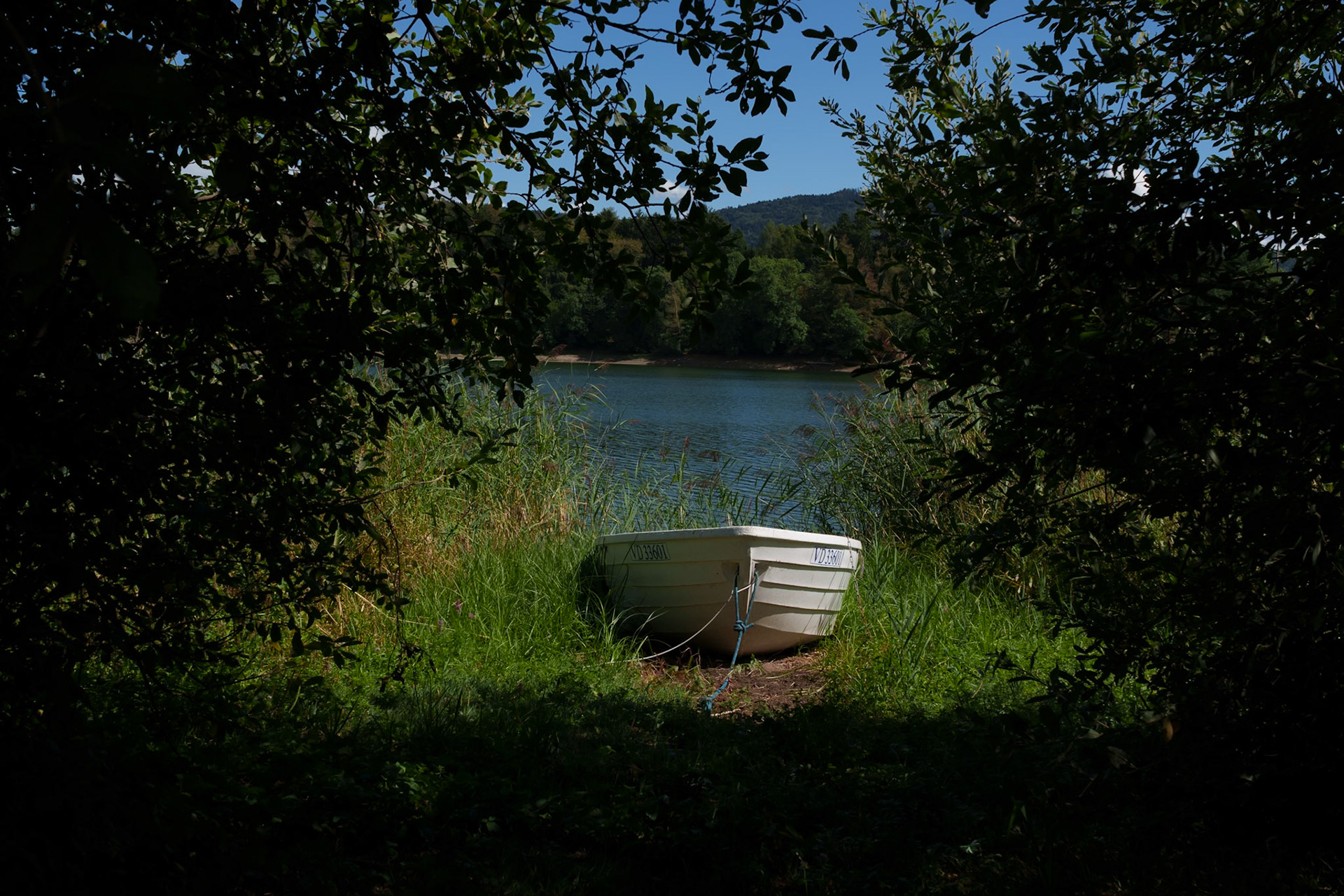 Barque dans les roseaux