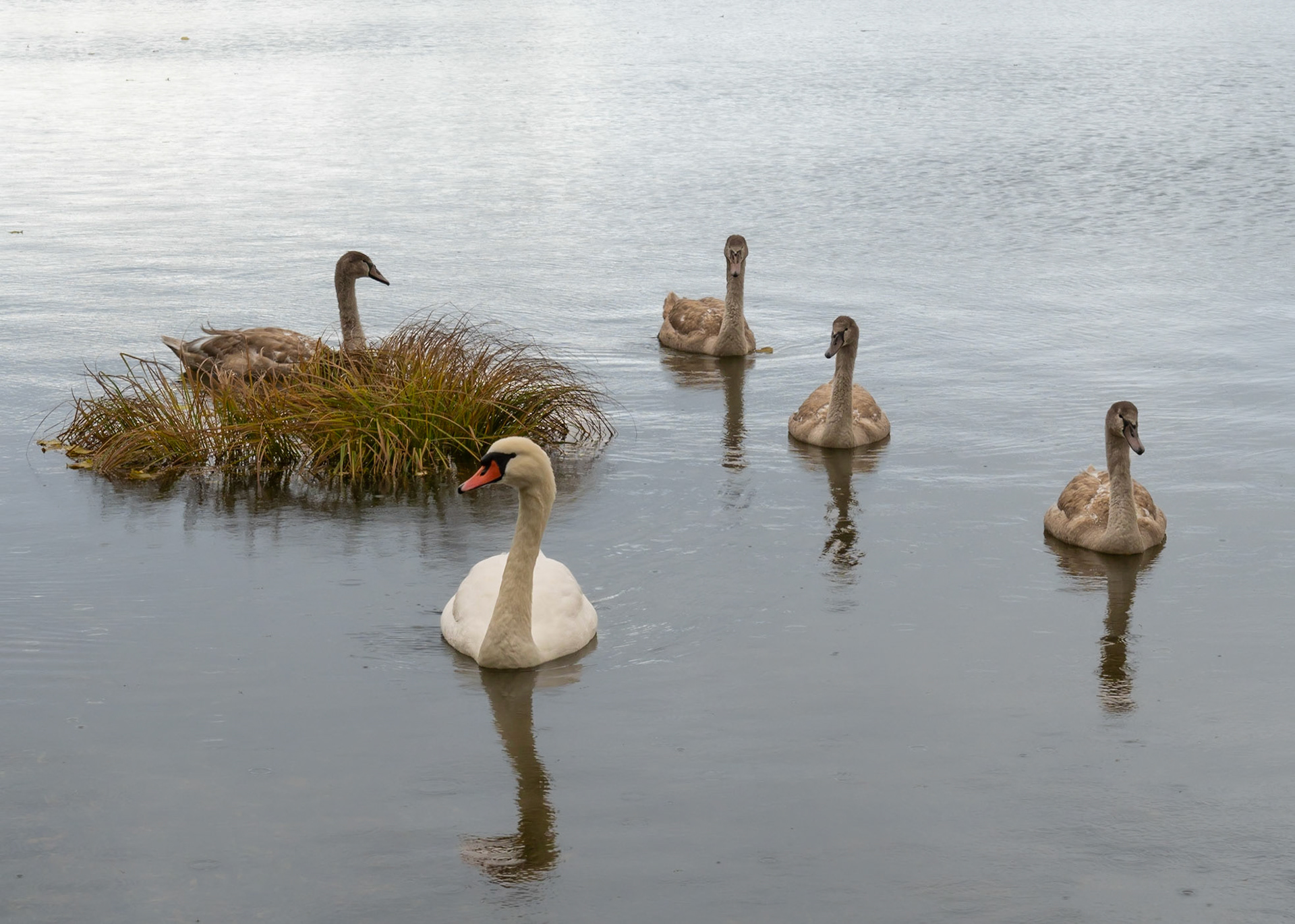 Famille de cygnes
