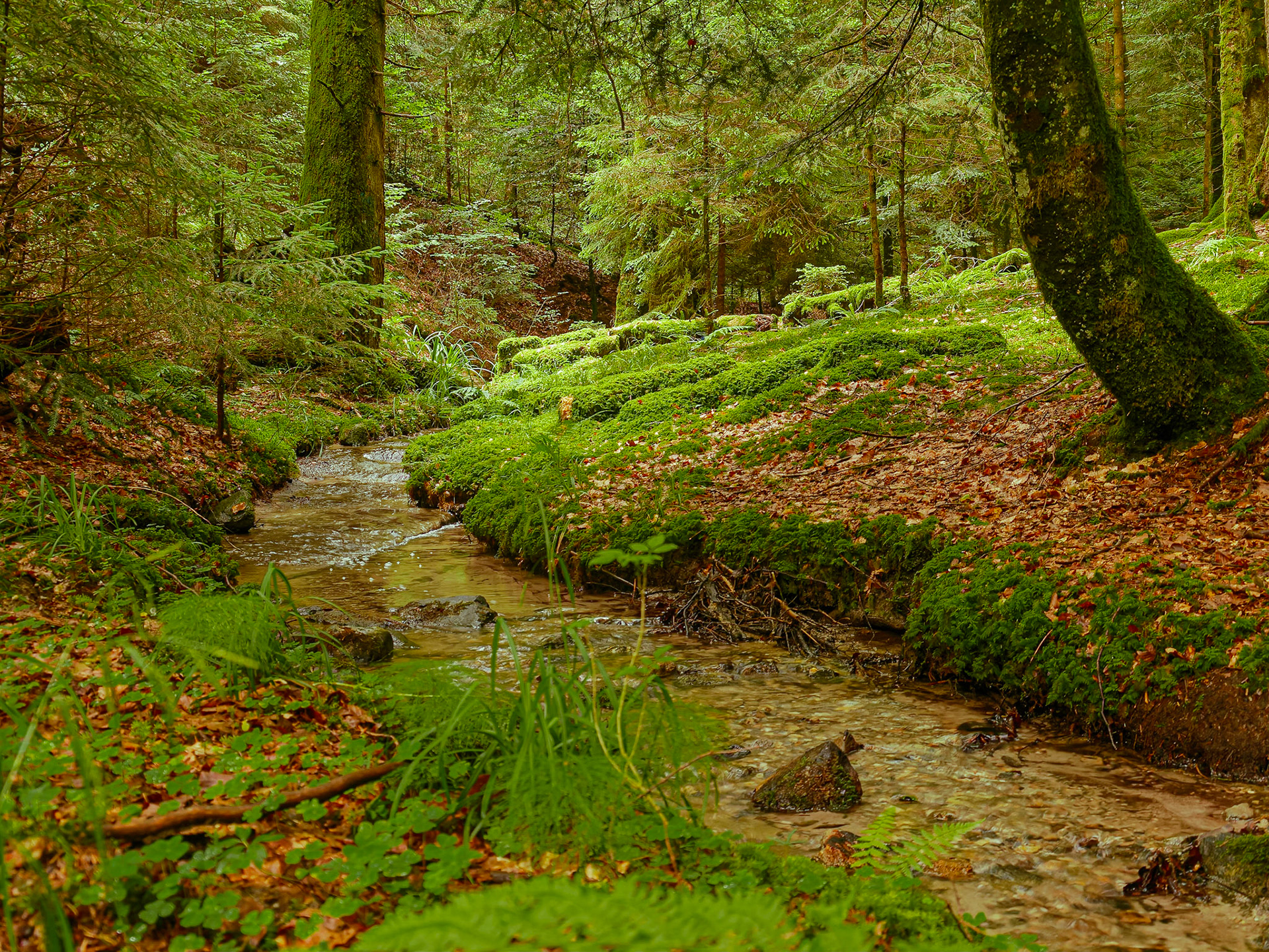 Ruisseau au fond des bois