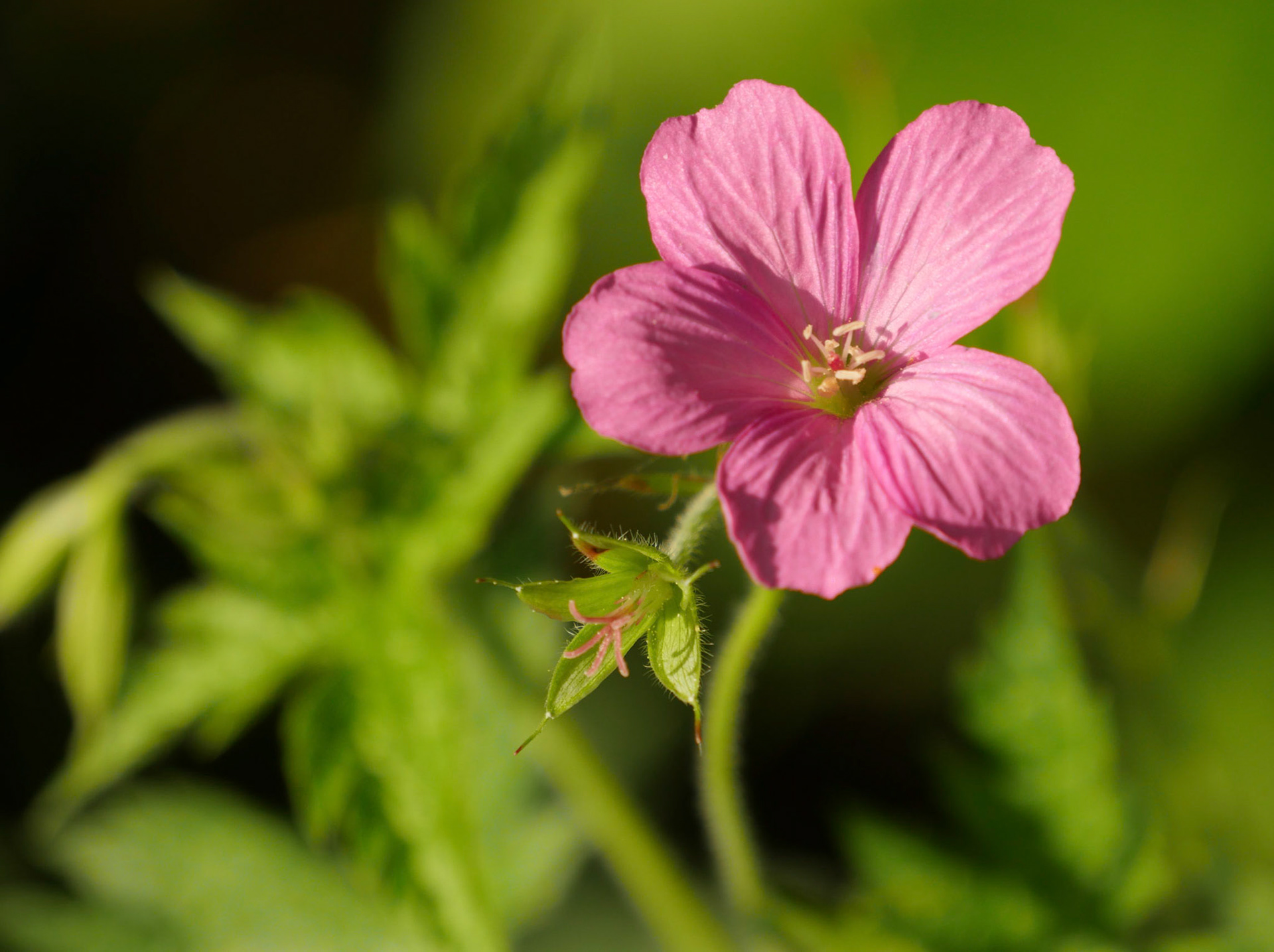 Géranium riversleaianum Mavis simpson