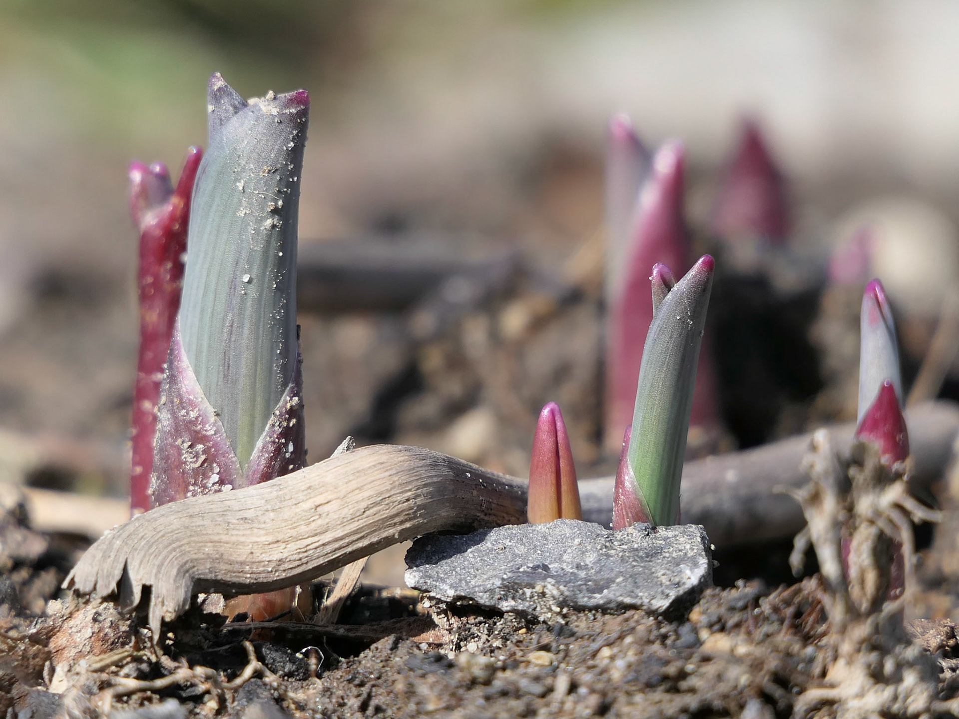 Voilà le printemps