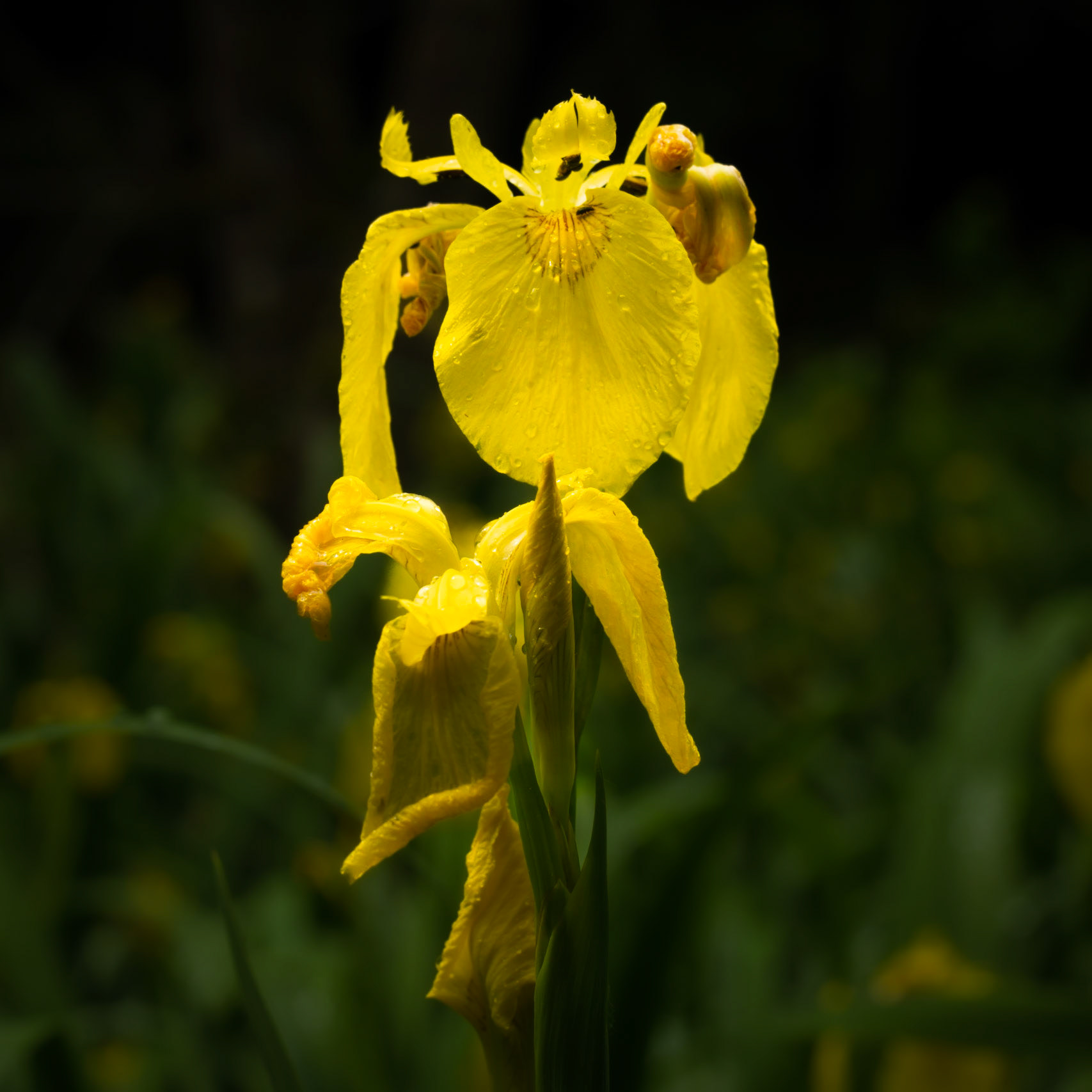 Iris d'eau après la pluie I