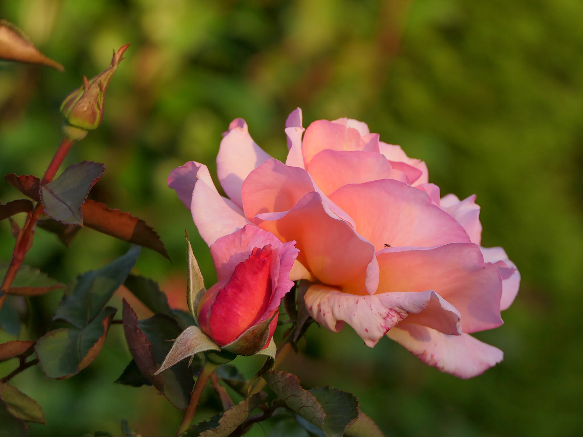 Rose du soir