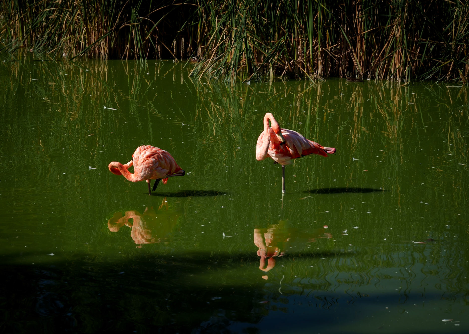 Parc aux oiseaux 11