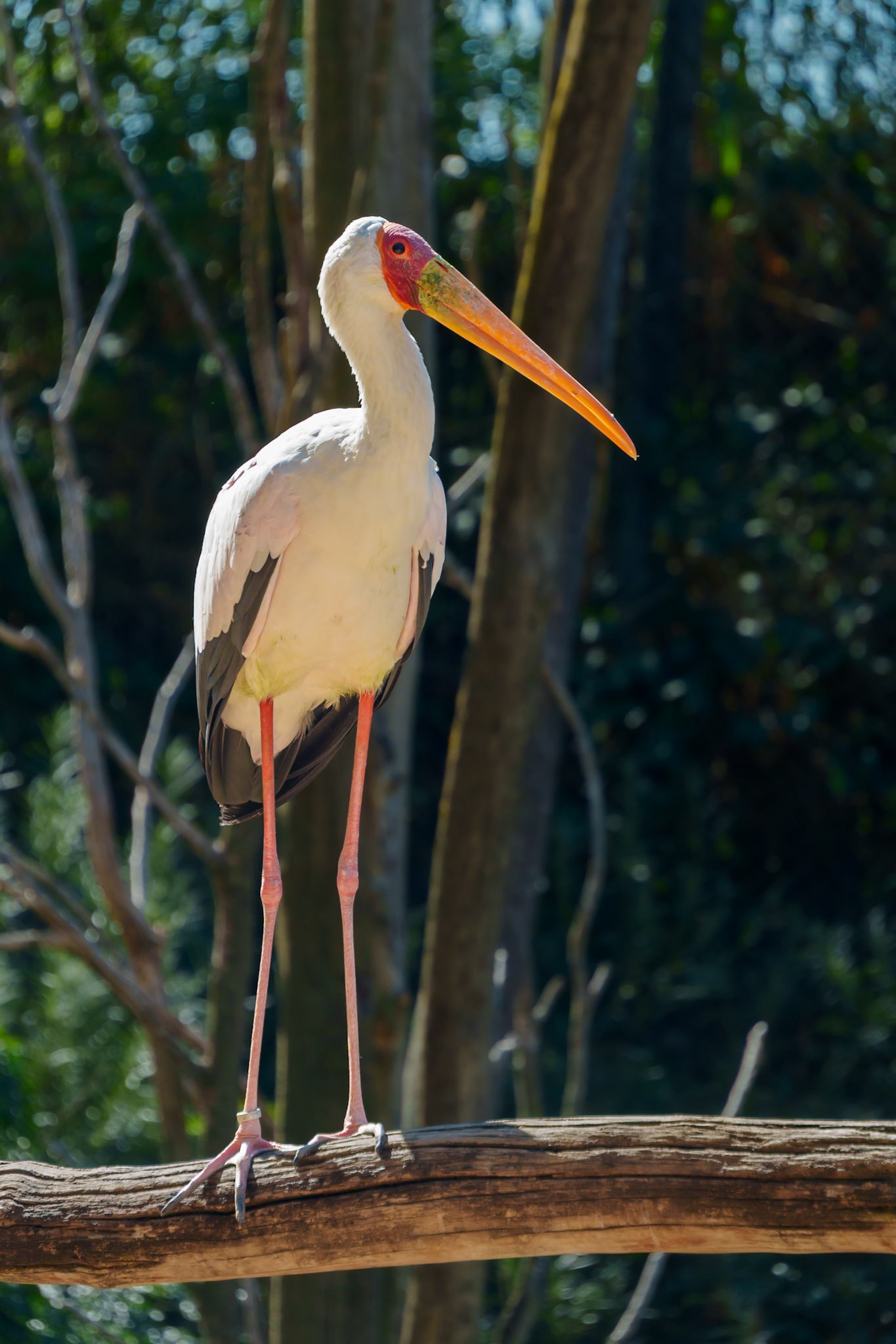 Parc aux oiseaux 6