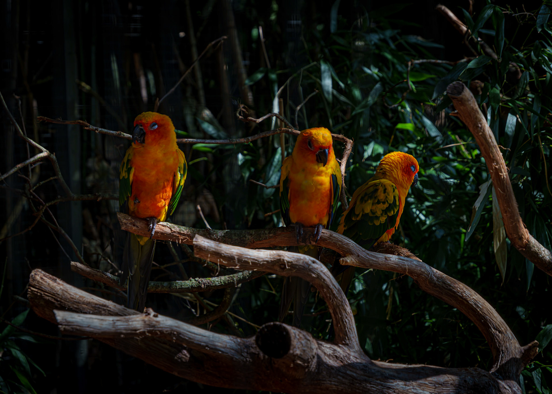 Parc aux oiseaux 2
