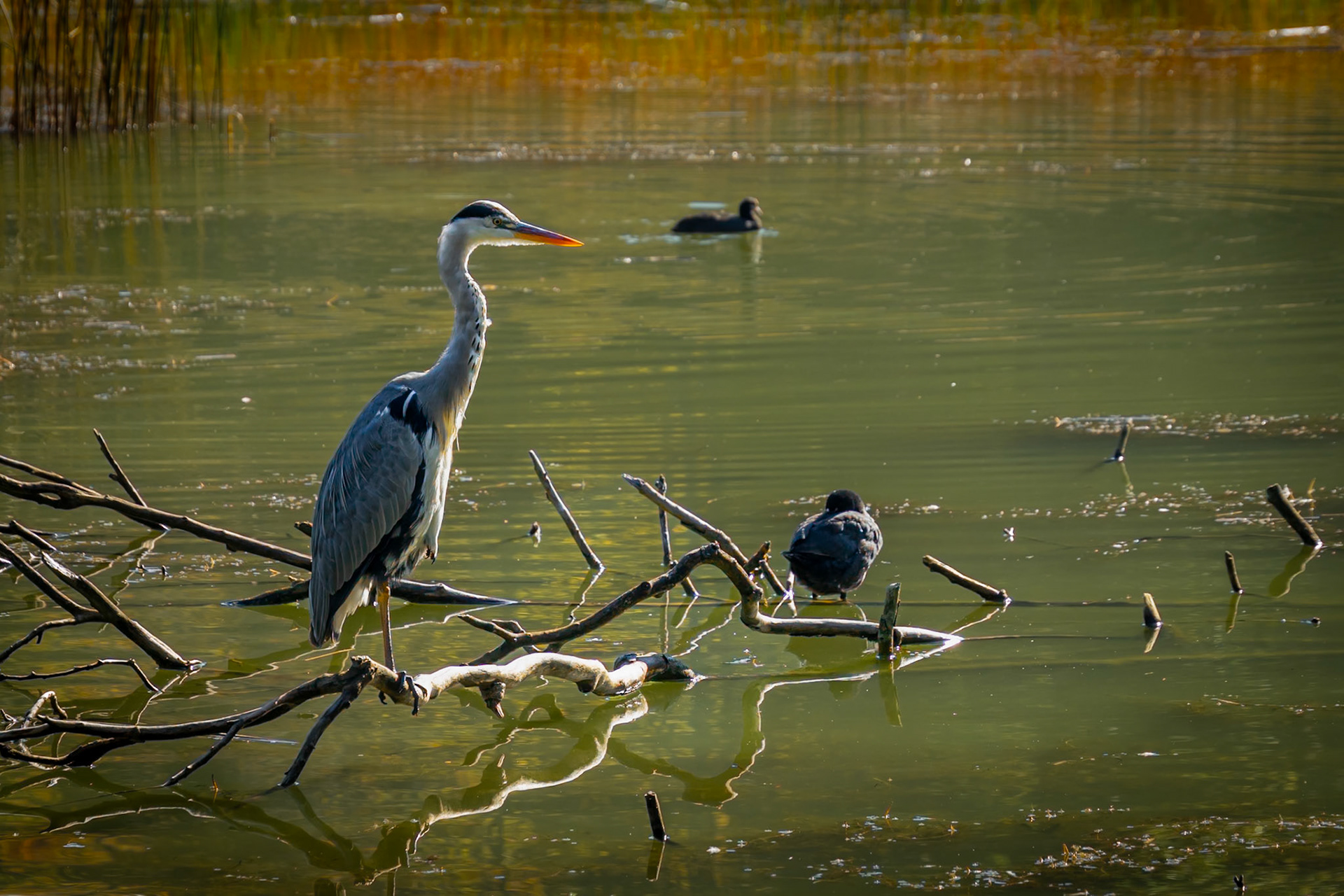 Héron sur l'étang II