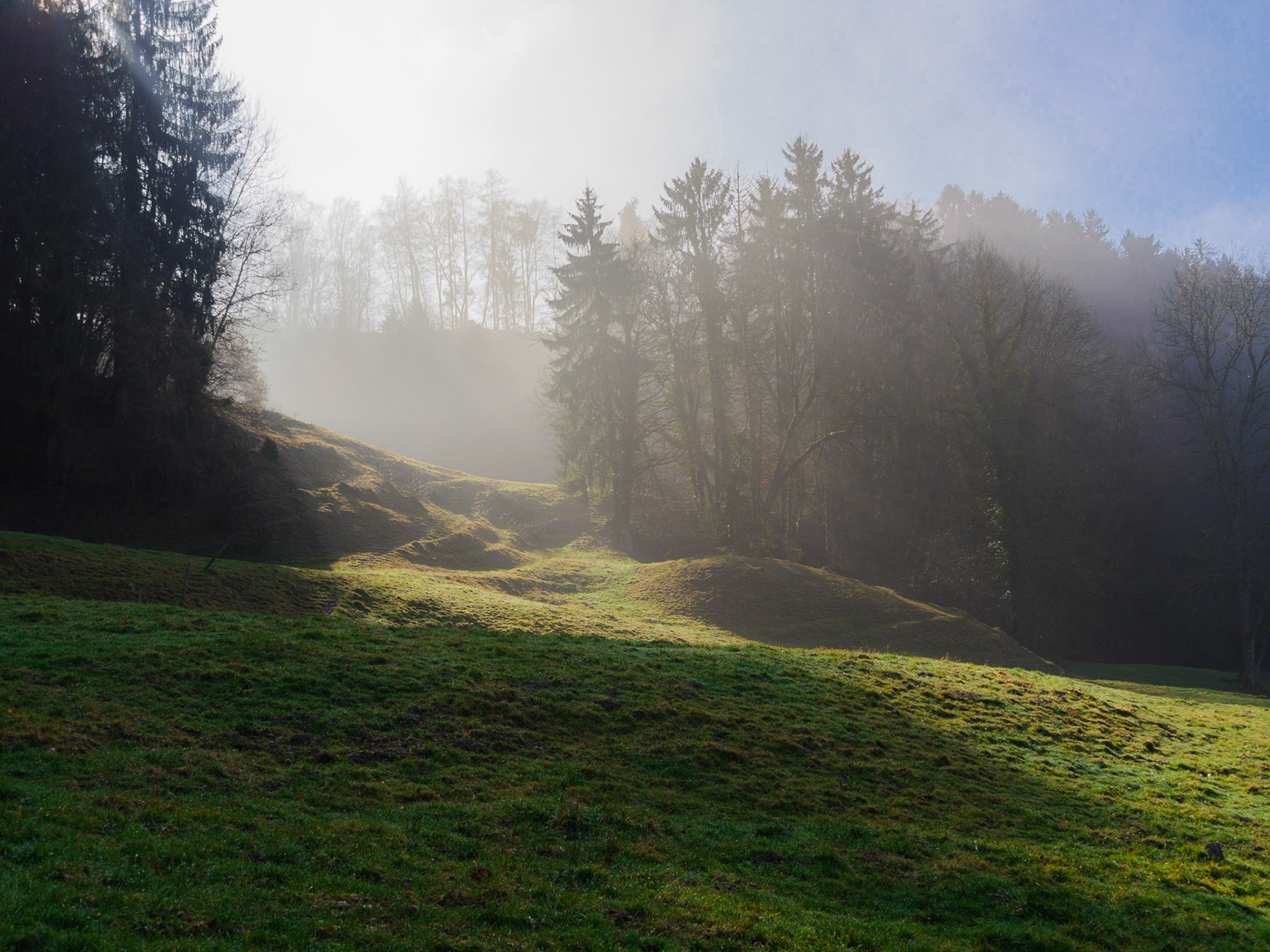 Pâturage et brouillard