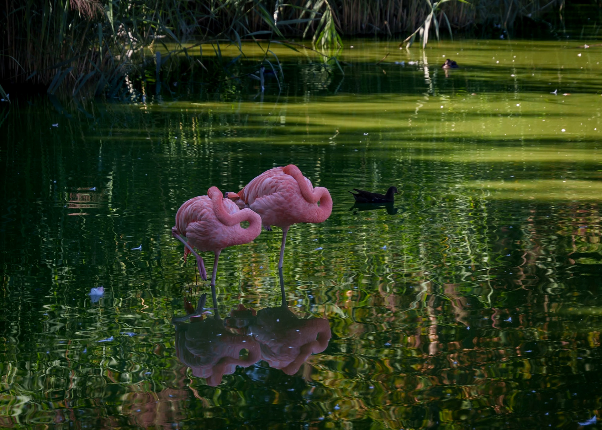 Parc aux oiseaux 12