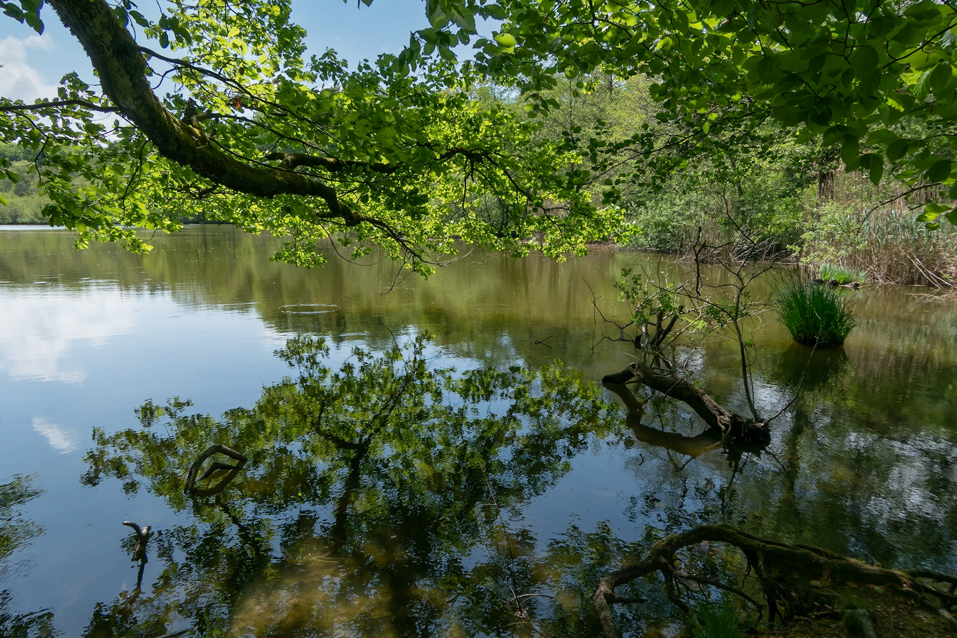 Feuillage printanier sur l'étang du Sépey