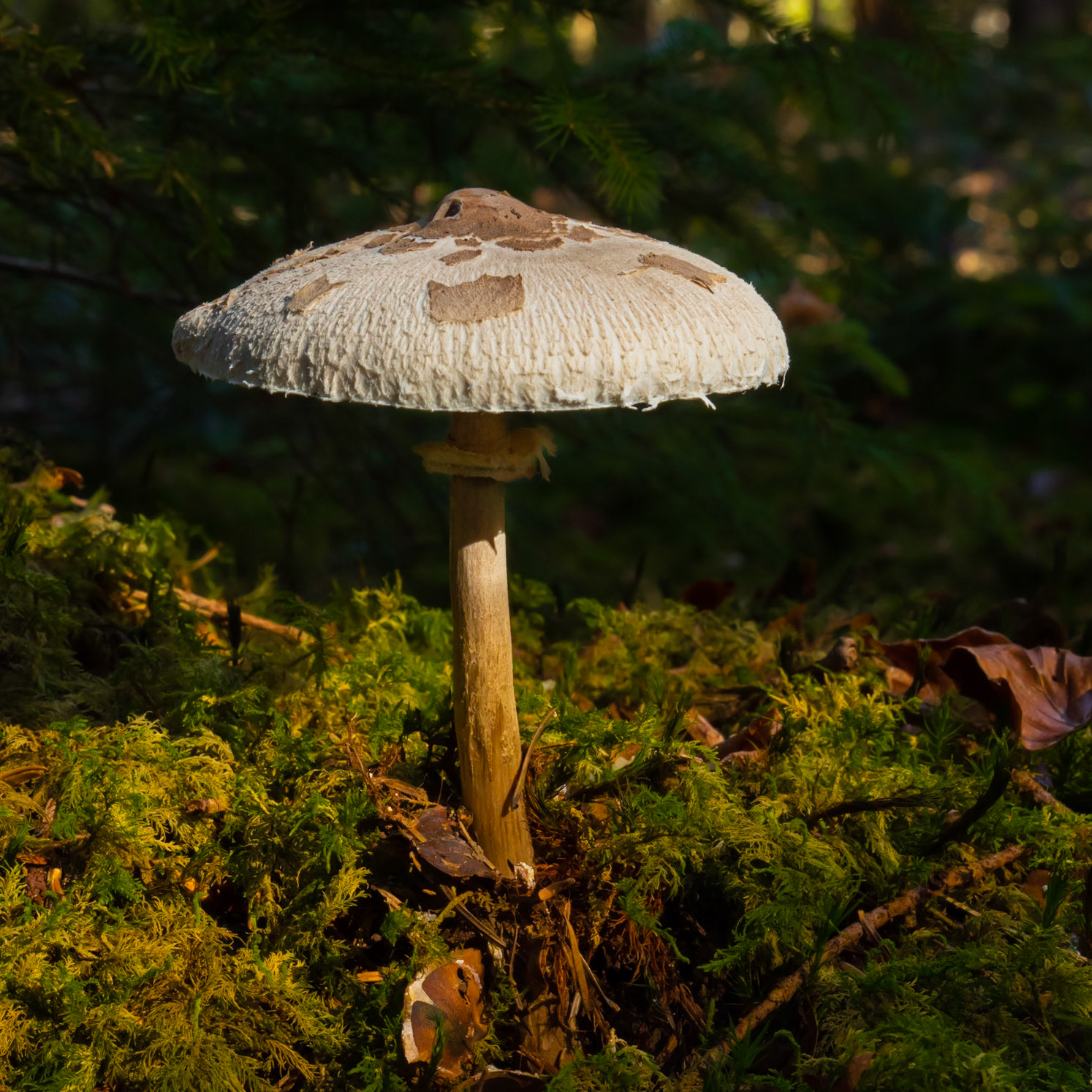 Rayon de soleil sur le champignon