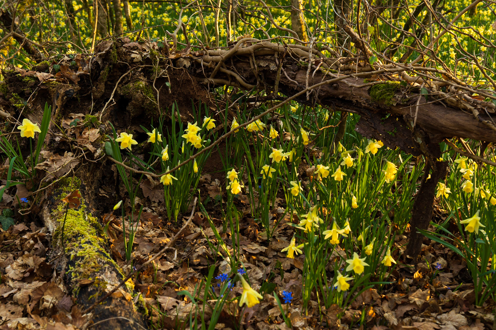 Colline aux jonquilles I